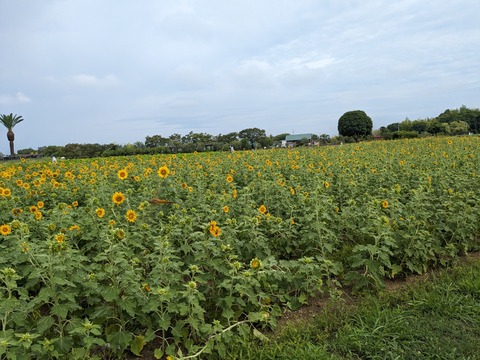 PXL_20230817_004708324