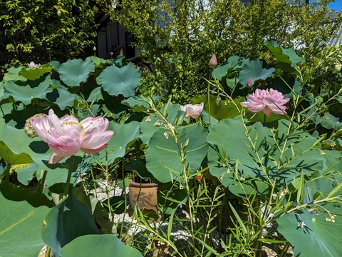 PXL_20230717_003425896