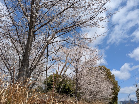 PXL_20250404_031322965