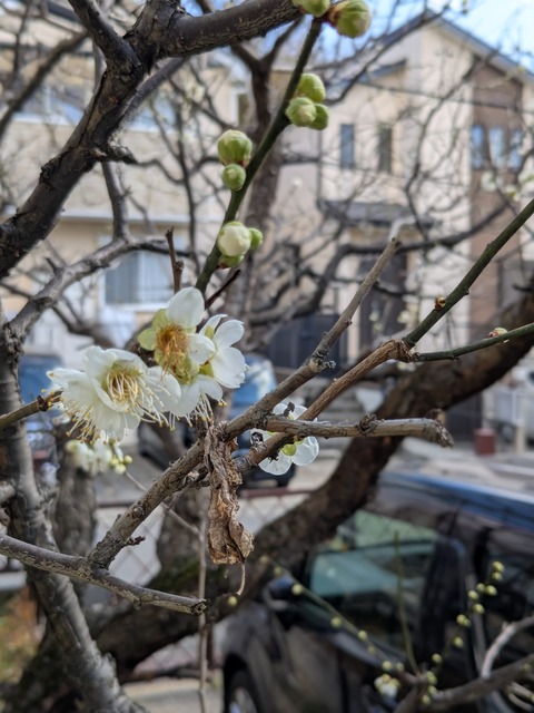 PXL_20260121_021817890.PORTRAIT