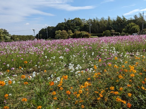 PXL_20231020_005300642.MP