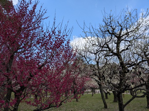 PXL_20250307_041739977