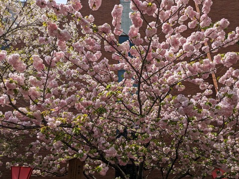 PXL_20230411_034222804