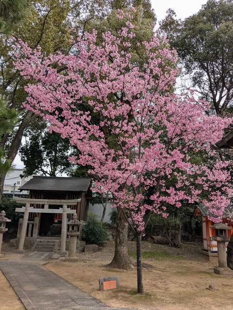 PXL_20250401_020203887