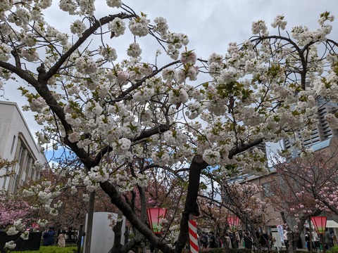 PXL_20240409_044522368