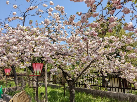 PXL_20230411_033016856~2