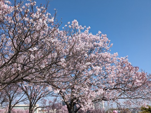 PXL_20240401_004644807~2