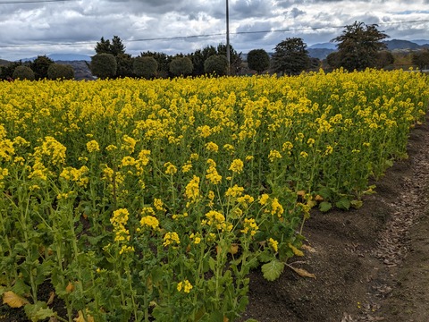 PXL_20240216_013201357