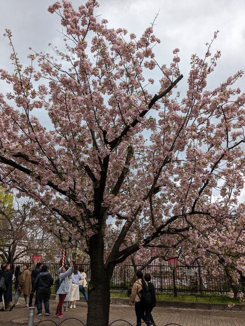 PXL_20240409_043126784