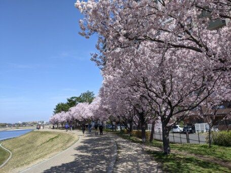 各地の桜 ２０２１ 狭山池公園 その２ ２０２１年３月２４日 日本漫遊記