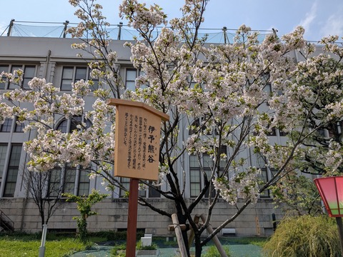 PXL_20250411_044954829伊予熊谷