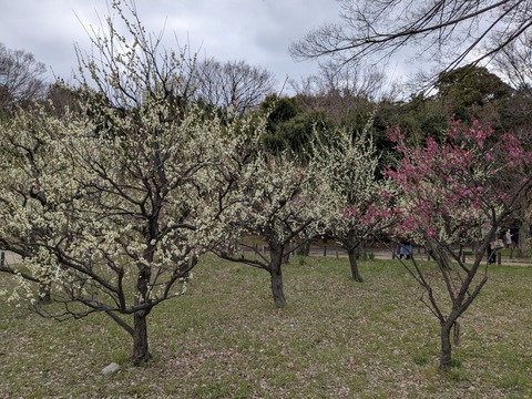 PXL_20250307_041508509