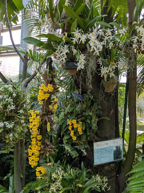 PXL_20250416_044248139.MP