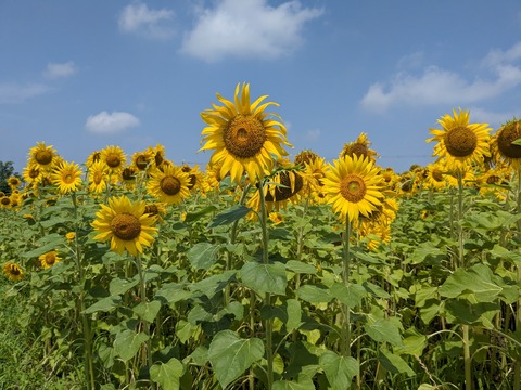 PXL_20230706_011009105