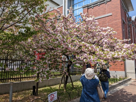 PXL_20230411_034347475