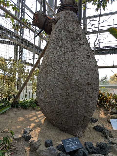 PXL_20250416_044714428