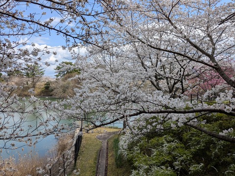 PXL_20250403_032336022