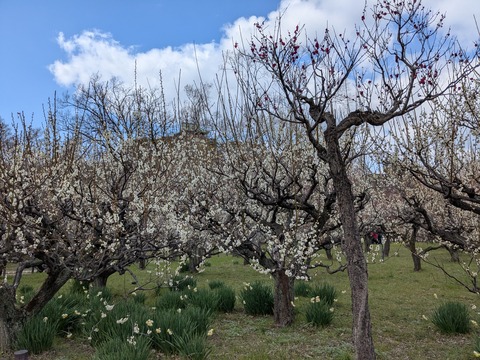 PXL_20250307_041932346.MP