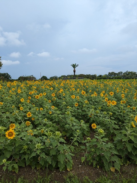 PXL_20230817_004628518