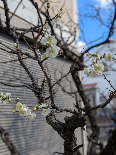 PXL_20260121_021758836.PORTRAIT