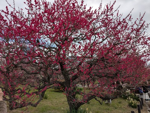 PXL_20250307_040937662.MP