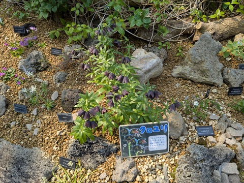 PXL_20250416_051520014