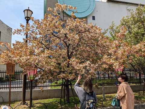 PXL_20230411_034334575