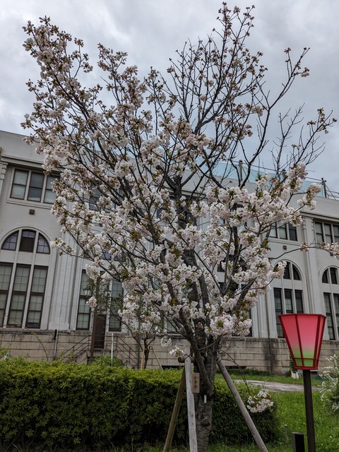 PXL_20240409_043111880