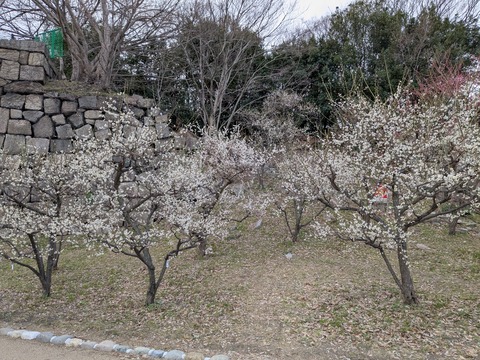 PXL_20250307_041541198