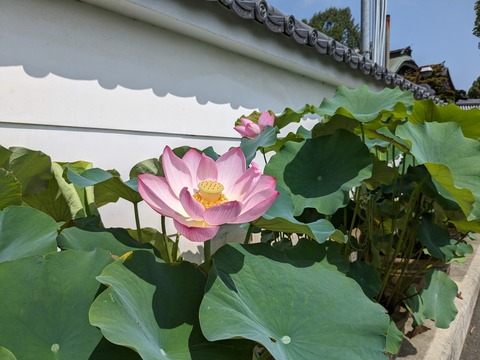 PXL_20230706_003726984