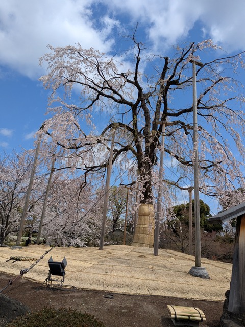 PXL_20250404_035446005