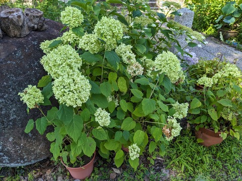 PXL_20230717_003151588