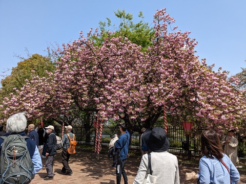 PXL_20230411_034309129