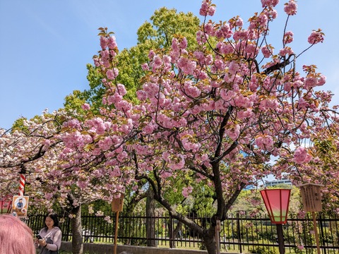 PXL_20230411_033354807