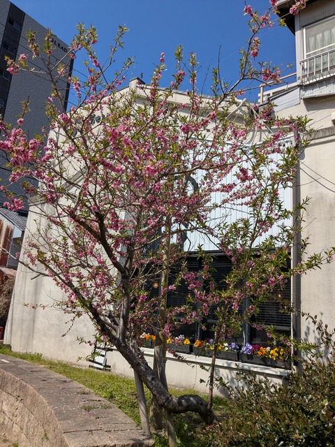 PXL_20260317_040313248