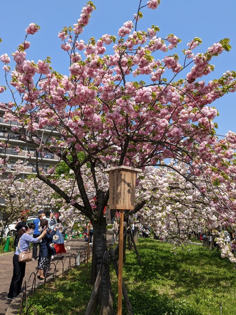 PXL_20230411_032659629