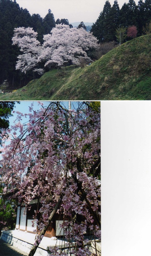 桜5
