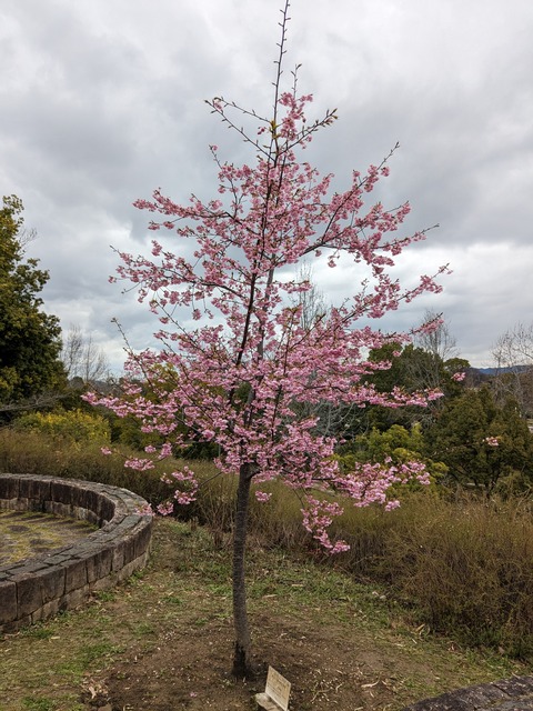 PXL_20240226_025251625