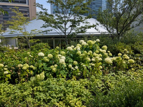 PXL_20250701_051336316