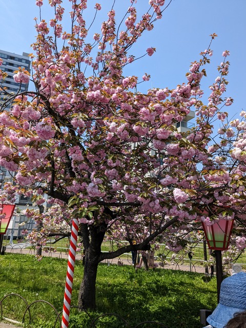 PXL_20230411_031930774