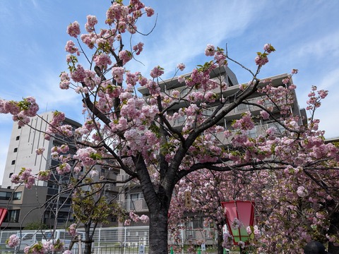 PXL_20260414_040610408