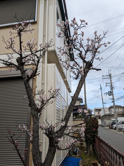 PXL_20240224_005230645