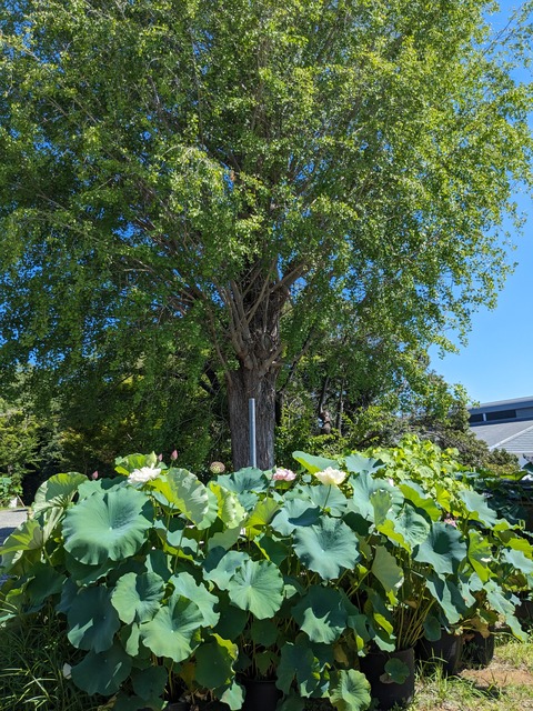 PXL_20230717_003703823