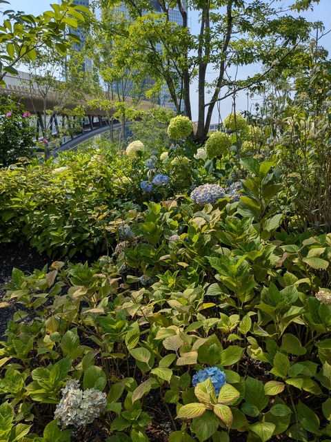 PXL_20250701_051247261