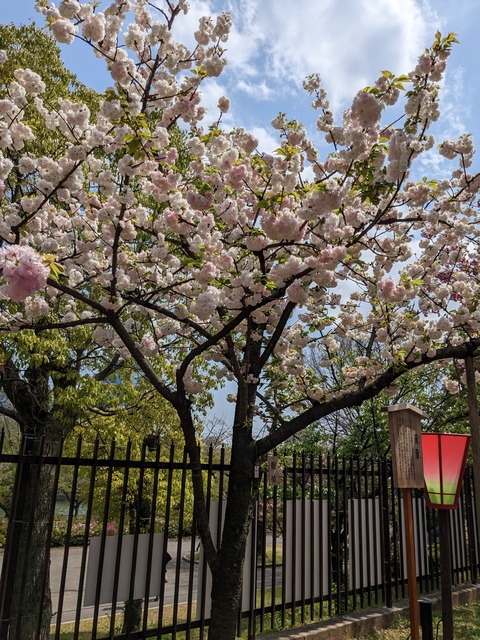 PXL_20230411_034703199