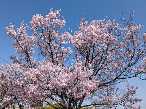 PXL_20240401_005120317