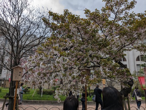 PXL_20240409_043211560