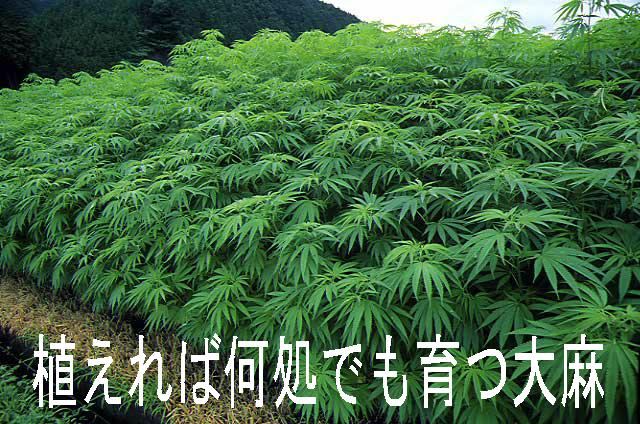 新令和日本史編纂所