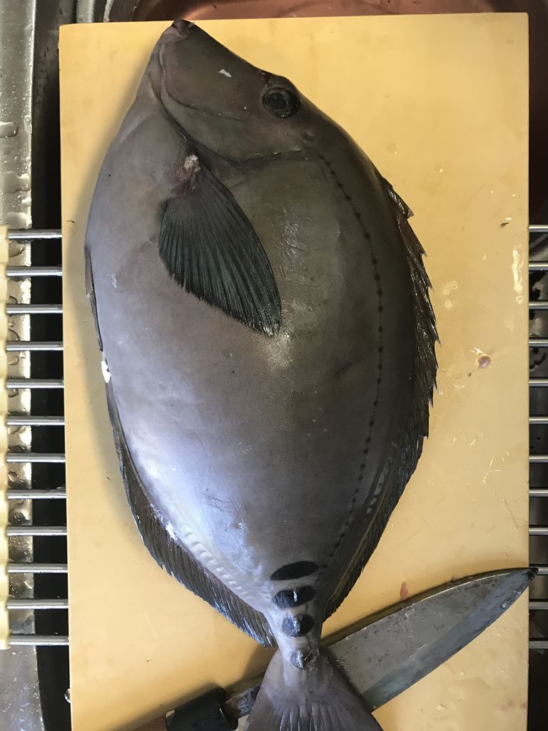 今日は魚の仕入れ 日本酒６０種類飲み放題andお刺身のお店 日本酒ラボのブログ