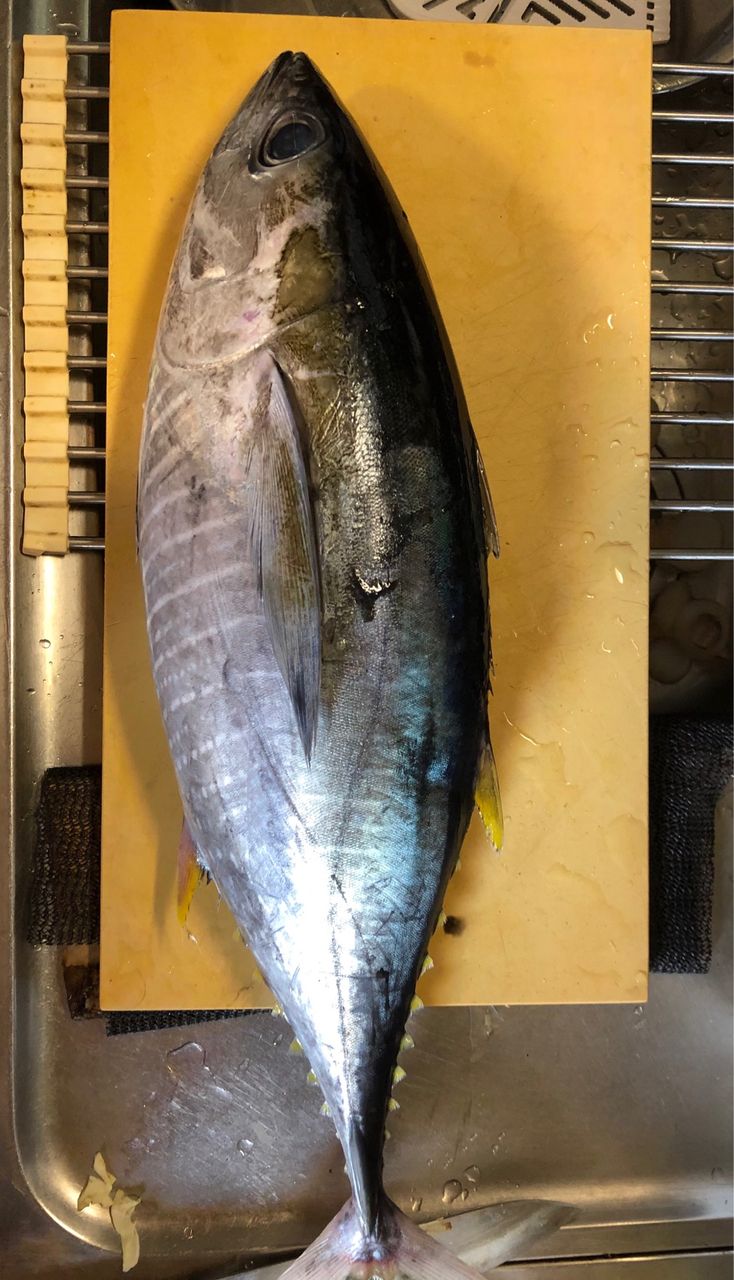 今日の魚 : 日本酒60種類飲み放題andお刺身のお店。日本酒ラボのブログ